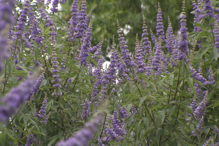 Shoal Creek vitex gives shade and beautiful blooms